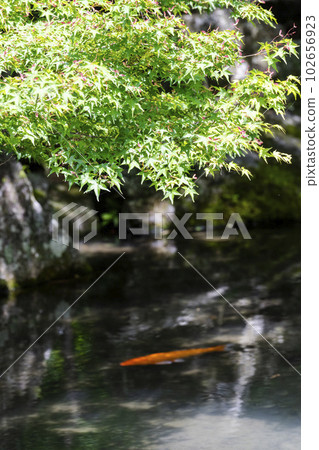 京都府京都市初夏蓮華寺池塘青楓鯉魚 京都府京都市初夏蓮華寺池塘青楓鯉魚 102656923