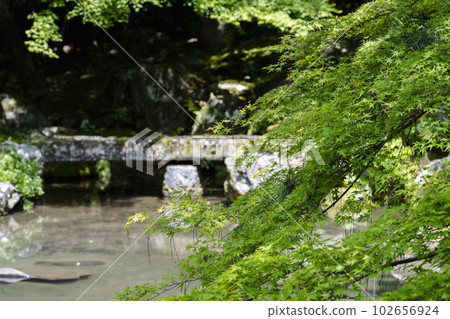 京都府京都市初夏蓮華寺池塘青楓鯉魚 京都府京都市初夏蓮華寺池塘青楓鯉魚 102656924
