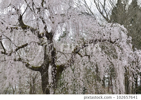 [Semboku City, Akita Prefecture] Weeping cherry blossoms at Kakunodate and samurai residences 102657641