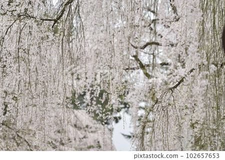 [Semboku City, Akita Prefecture] Weeping cherry blossoms at Kakunodate and samurai residences 102657653