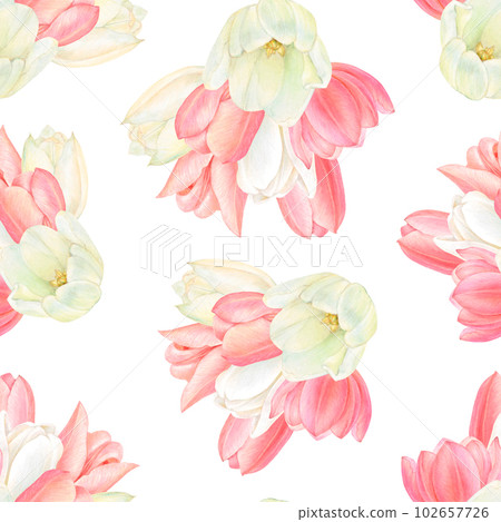 Watercolour drawing rapport of beautiful sets of blossoms of white and pink tulips on white background. Hand-drawn luxurious flowers. High quality illustration for fabrics, textile printing, wrappings Watercolour drawing rapport of beautiful sets of blossoms of white and pink tulips on white background. Hand-drawn luxurious flowers. High quality illustration for fabrics, textile printing, wrappings 102657726