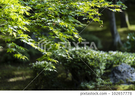 Scenery of Enkoji Temple The fresh green garden seen from the study room Kyoto City, Kyoto Prefecture 102657778