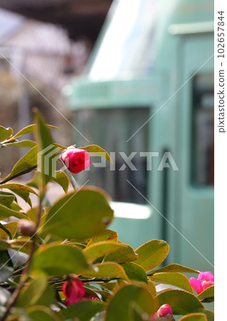 火車茶花花蕾和當地火車 102657844