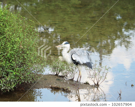 Birdwatching, parks, outdoor image of gray heron in Kamogawa, Kyoto Birdwatching, parks, outdoor image of gray heron in Kamogawa, Kyoto 102657904