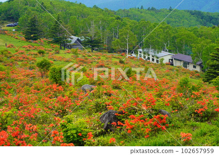 信州須坂市五見池波布高原山坡上盛開的杜鵑花 信州須坂市五見池波布高原山坡上盛開的杜鵑花 102657959