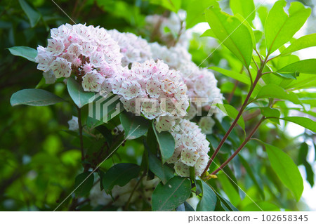 Karmia Flower，東京井之頭公園 102658345
