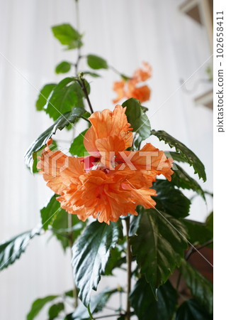 罕見的芙蓉 102658411