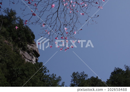 Tadachi Waterfall Fudo Rock and Azalea Flowers 102658488
