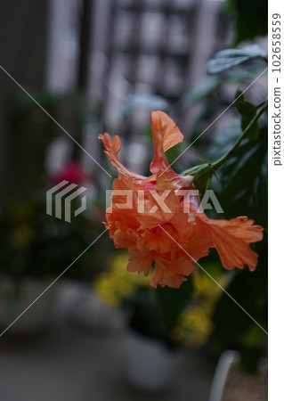 罕見的芙蓉 罕見的芙蓉 102658559