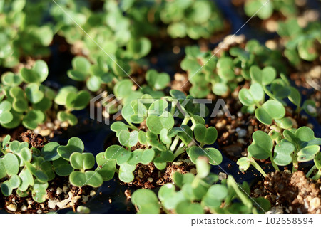 A woman who grows vegetables in her home garden A woman who sows seeds and raises seedlings A woman who grows vegetables in her home garden A woman who sows seeds and raises seedlings 102658594