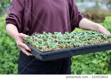 一個在自家菜園裡種菜的女人 一個播種育苗的女人 一個在自家菜園裡種菜的女人 一個播種育苗的女人 102658601