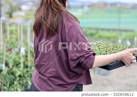 A woman who grows vegetables in her home garden A woman who sows seeds and raises seedlings A woman who grows vegetables in her home garden A woman who sows seeds and raises seedlings 102658612