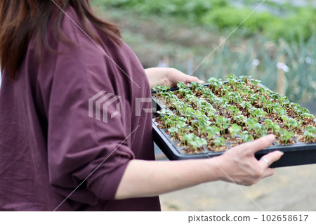A woman who grows vegetables in her home garden A woman who sows seeds and raises seedlings 102658617