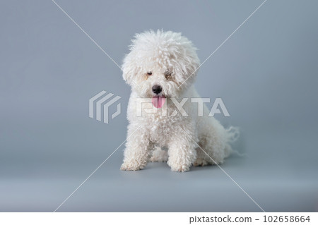 The Bichon puppy is a Frisian dog with a grown-up coat that requires first care The Bichon puppy is a Frisian dog with a grown-up coat that requires first care 102658664
