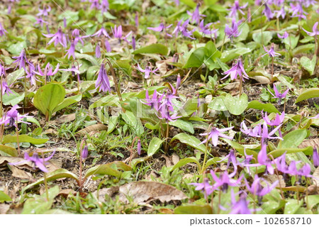 [秋田縣仙北市]八津的狗牙紫羅蘭 102658710