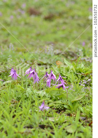 [Semboku City, Akita Prefecture] Dogtooth violets in Yatsu 102658732