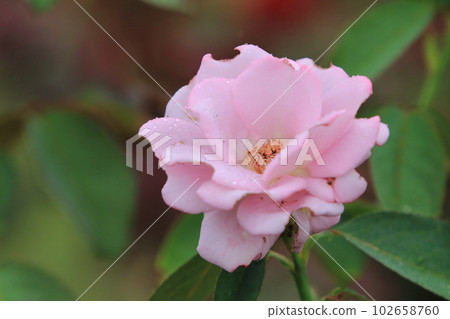 Arao City Ominous Citizen Flower Bed Rose Flower, Arao City Ominous Citizen Flower Bed Rose Flower, 102658760