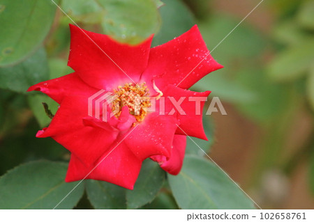 Arao City Ominous Citizen Flower Bed Rose Flower, Arao City Ominous Citizen Flower Bed Rose Flower, 102658761