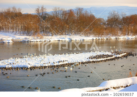 Swans, ducks, migratory birds, Kubota waterside school, Yonezawa Swans, ducks, migratory birds, Kubota waterside school, Yonezawa 102659037