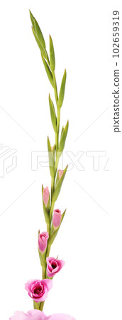 Gladiolus Gladiolus 102659319