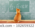 Cat school 102659322
