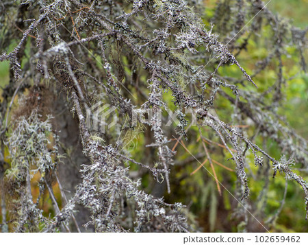 Cetraria islandica, also known as Iceland moss 102659462