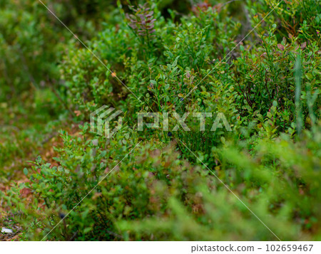 Blueberries in forest 102659467