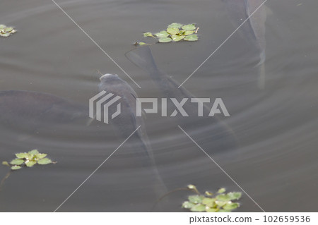 池塘表面成群結隊的鯽魚 池塘表面成群結隊的鯽魚 102659536