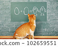 Cat school 102659551
