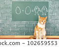 Cat school 102659553