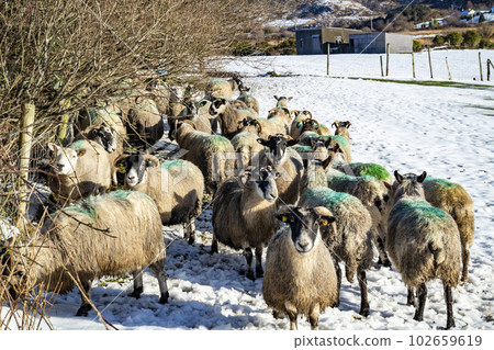 Flock of sheep at a snow covered meadow in County Donegal - Ireland 102659619