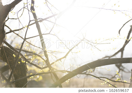 The setting sun, the light that shines in, the trees, the reflection The setting sun, the light that shines in, the trees, the reflection 102659637