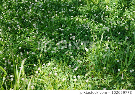 Blooming in the hills and fields of Sayama Hills Blooming in the hills and fields of Sayama Hills 102659778