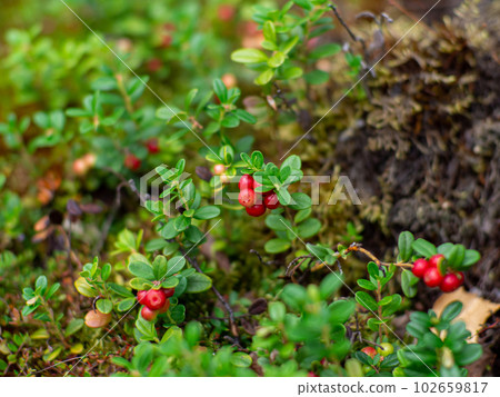 Lingonberry in forest 102659817