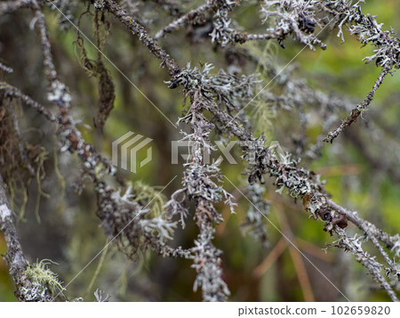 Cetraria islandica, also known as Iceland moss 102659820