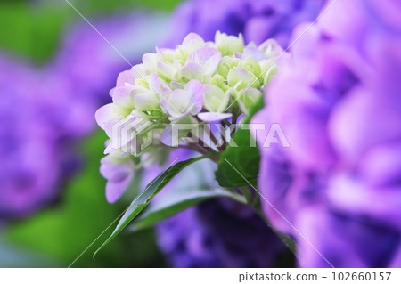 Beautiful hydrangea in early summer Beautiful hydrangea in early summer 102660157