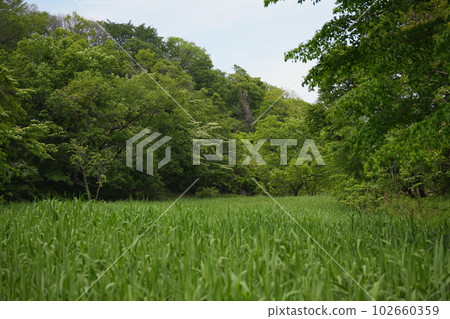 Summer in Sayama Hills 102660359