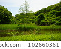Sayama Hills Marsh 102660361