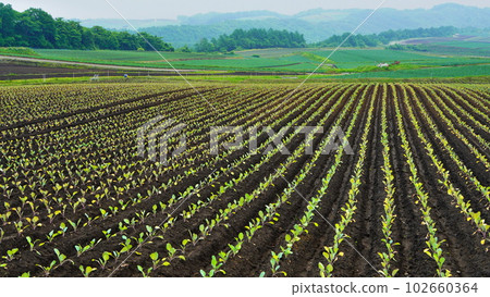 Tsumakoi village early summer rural sprouts Geometric and beautiful Tsumakoi village early summer rural sprouts Geometric and beautiful 102660364