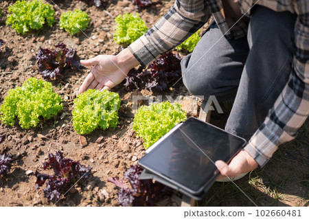 Male gardener holding tablet to checking vegetables and gardening to caring lettuce in home garden 102660481