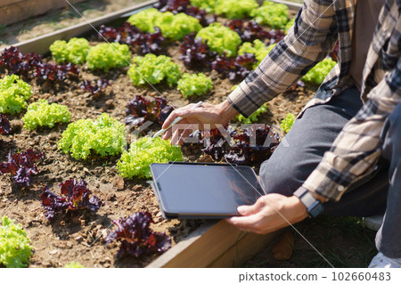 Male gardener holding tablet and caring vegetable to checking growth lettuce in home garden Male gardener holding tablet and caring vegetable to checking growth lettuce in home garden 102660483