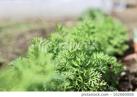 Fresh vegetables grown without pesticides Vegetables grown in the field Fresh vegetables grown without pesticides Vegetables grown in the field 102660808