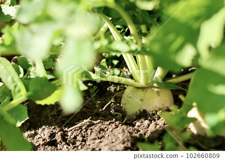 Fresh vegetables grown without pesticides Vegetables grown in the field Fresh vegetables grown without pesticides Vegetables grown in the field 102660809