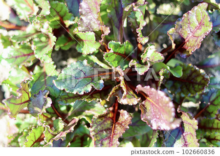 Fresh vegetables grown without pesticides Vegetables grown in the field 102660836