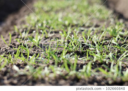 Fresh vegetables grown without pesticides Vegetables grown in the field Fresh vegetables grown without pesticides Vegetables grown in the field 102660848