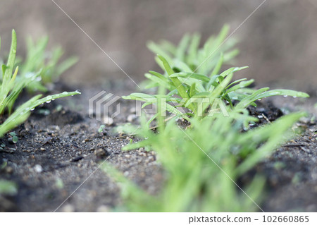 Fresh vegetables grown without pesticides Vegetables grown in the field 102660865