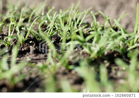 Fresh vegetables grown without pesticides Vegetables grown in the field 102660871
