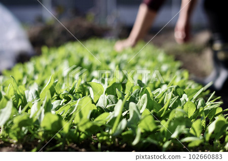 Fresh vegetables grown without pesticides Vegetables grown in the field Fresh vegetables grown without pesticides Vegetables grown in the field 102660883