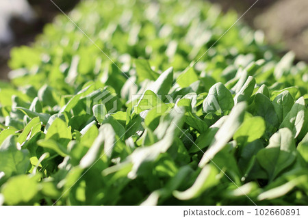 Fresh vegetables grown without pesticides Vegetables grown in the field 102660891