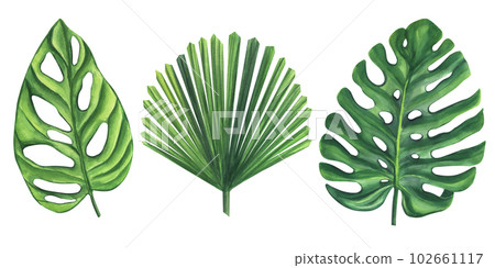 Banner green tropical palm leaves Monstera Likuala. Jungle exotic foliage. Hand-drawn watercolor illustration isolated on white background. For design logo card poster label invitations 102661117